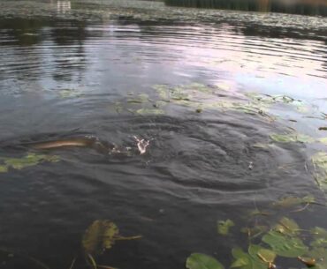 Summer pike 5.35 kg