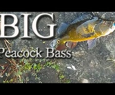 Rapala X-Rap "BIG" Peacock Bass Fishing Miami