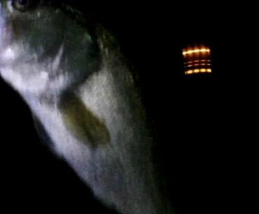 Morning bass fishing