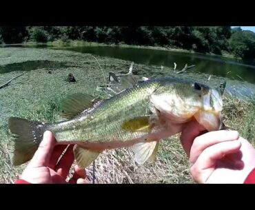 Late Summer Bass Fishing - Weedless/Weightless YUM Bait