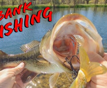 Awesome Bank Fishing With 3 Tips To Catch More Bass While Pond Fishing