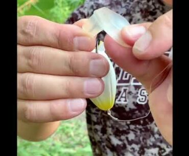 Top Water Bass Fishing