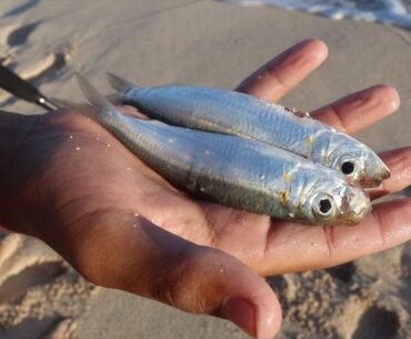 Surf Fishing - Sabiki Rig From Shore - Catching Bait