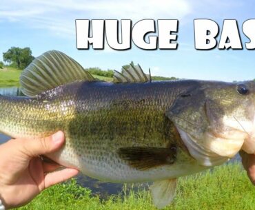 HUGE Florida Bass Caught in Golf Course POND!
