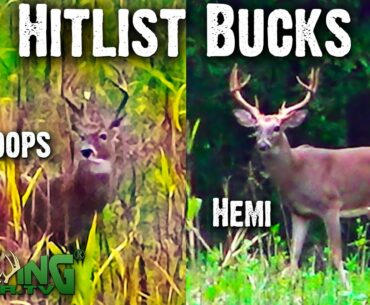 9 Year Old Buck | Hunting Strategies for October 2020(#574)