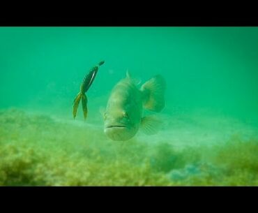 Amazing Underwater Footage!! Crazy Bass Strikes on Creature Baits!!