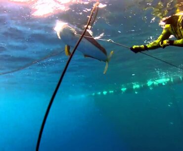 Spearfishing on the Success