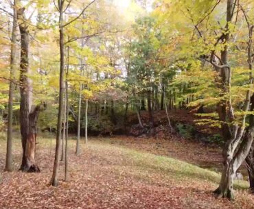 Shore Winds Disc Golf: The Beast || Course Preview