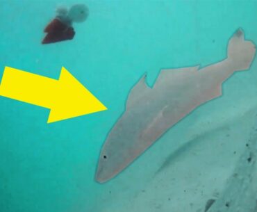 Bite HABITS OF Gulf KINGFISH Whiting ***Underwater Surf Fishing VID***