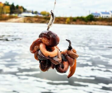Fishing DEEP Water with Balls of Worms! (Fall Fishing)
