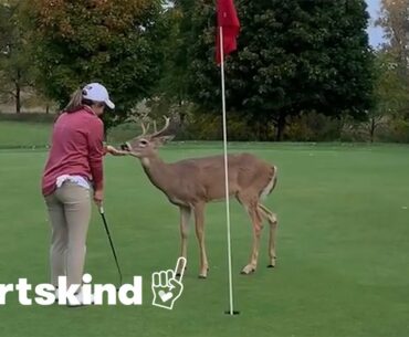 Deer crashes couple's golf game | Sportskind
