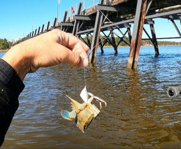 Fishing BLUE CRAB Chunks On Docks For Whatever Bites (Quality Fish!)