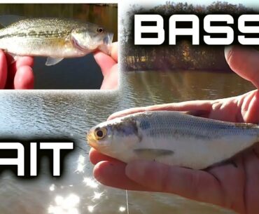 Fishing for Bass and Bait - Catching Big Shad & Small Bass from Shore!