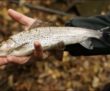 Grayling Fishing On The Stick Float