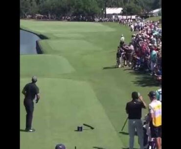 Raw Footage Tiger Woods Stinger 18th at TPC Sawgrass