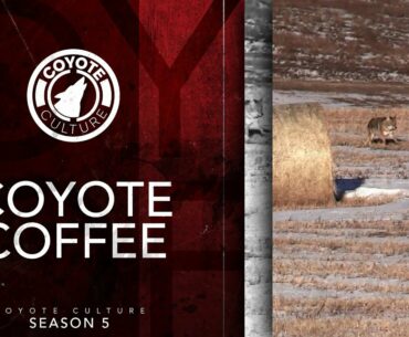 Coyote Hunting, 2 Coyotes: CC Season 5 E2 "Coyote Coffee"