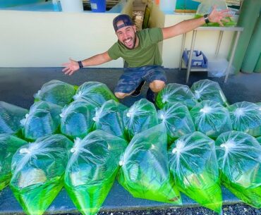 STOCKING POND WITH 20,000+ GIANT SHINERS!!! (Massive Bait Ball!!)