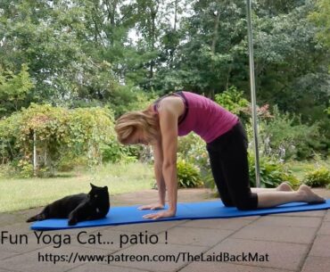 Fun Patio cat yoga tutorial