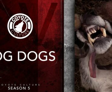Coyote Hunting: 2 Coyotes - CC Season 5 E4 "Fog Dogs"