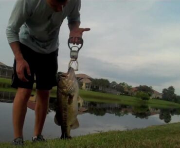 Bass Fishing - 7 Pound Bass on a Red Eye Shad