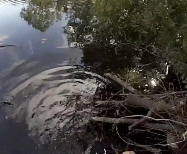 Winter pond buck bass bed fishing