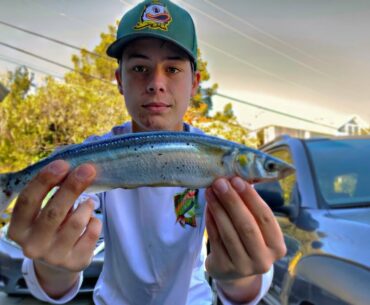 EASIEST Catch, Clean Cook (Jacksmelt Catch Cook)