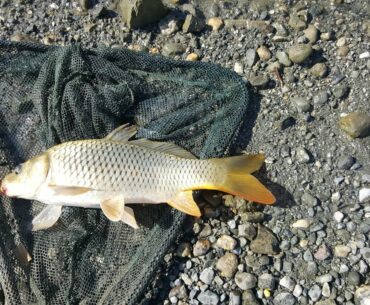 Carp fishing with boilies and testing carp bait from wish at the village lake