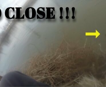 EPIC BATTLE with a BIG MIRROR CARP!!!