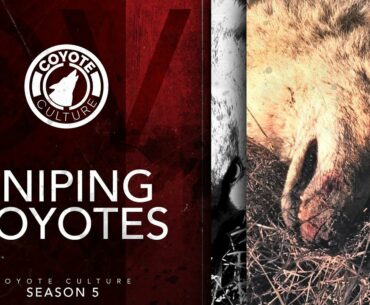 Coyote Hunting: 2 Coyotes - CC Season 5 E6 "Sniping Coyotes"