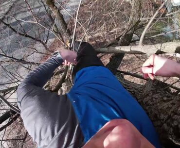 "This Tree Is Impossible To Climb with Climbing Shoes"?! (NO TOP)