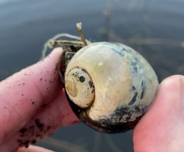 What the ... shell?