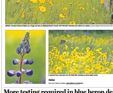 How to use the Cape Cod Times E-Edition