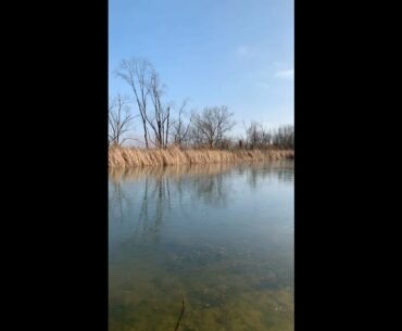 Golf ball on pond