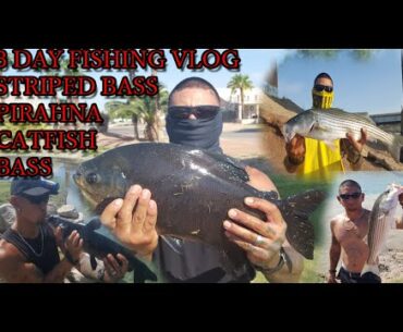 FISHING FOR MULTI SPECIES IN ARIZONA CAUGHT A PIRANHA AN OTHER FISH 3 DAY VLOG