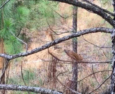 The Rut Is Rocking -- Buck Making Scrape