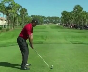 Tiger Woods Drive Hits Duck
