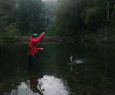 Fishing Wild Australian Bass Deep in the Bellinger River, Northern NSW
