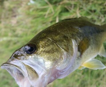 Cranking Tips and Personal Best Dink? | Arizona | Fall Bass