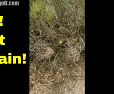 You won't believe where my ball ended up!