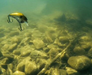 Shallow Squarebill Crankbait Fishing with Edwin Evers