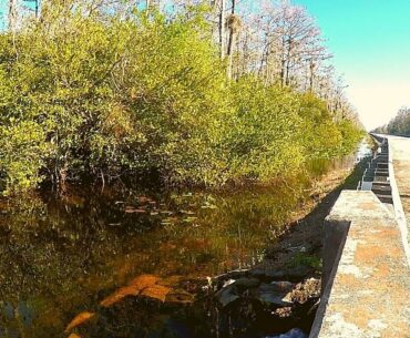 Florida Canal Multispecies Fishing in Everglades