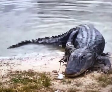 Alligator Eats Golf Ball