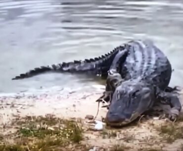 Alligator Eats Golf Ball