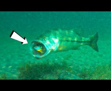 **Crazy Underwater Footage** Big Bass Attacking Bluegill Lures!