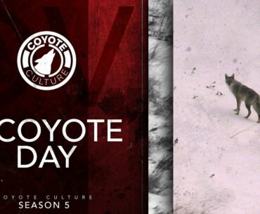 Coyote Hunting: 9 Coyotes - CC Season 5 E8 "9 Coyote Day"