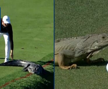 Gators. Snakes. Dragons?! Best reptile encounters on PGA TOUR