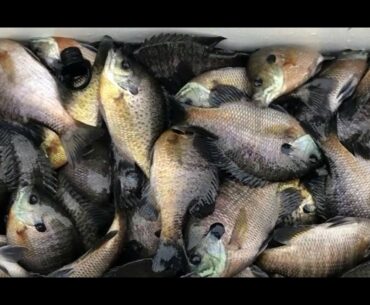 Winter Bluegill Bonanza