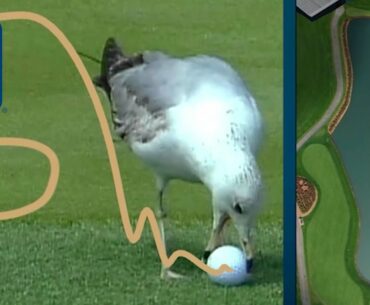 What’s the ruling when a bird steals your golf ball?
