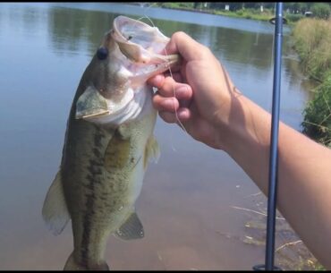 Yum Dingers For Summer Bass