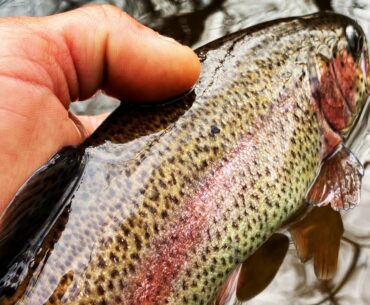 Fly fishing for Winter Trout